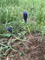 Muscari botryoides