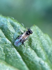 Acordulecerinae