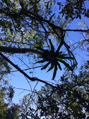 Dracaena aletriformis