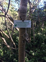 Dracaena aletriformis