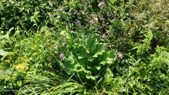 Heracleum sosnowskyi