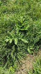 Heracleum sosnowskyi
