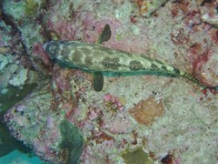 Epinephelus spilotoceps
