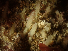 Ciocalypta penicillus