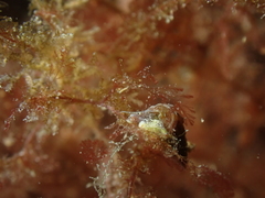 Bittium reticulatum