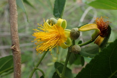 Image of Grewia subaequalis
