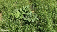 Heracleum sosnowskyi