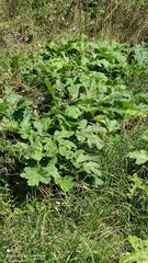 Heracleum sosnowskyi