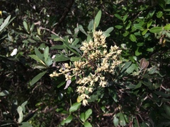 Tarchonanthus littoralis