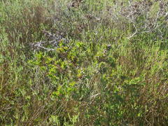 Aspalathus cordata