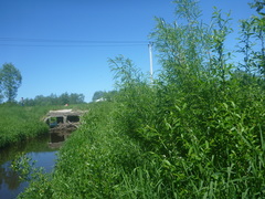 Salix schwerinii