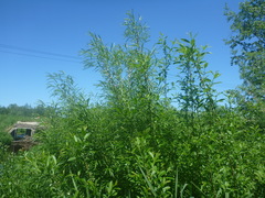Salix schwerinii