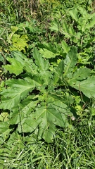 Heracleum sosnowskyi