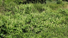 Echinocystis lobata