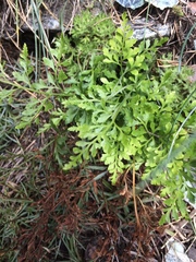 Asplenium cuneifolium
