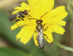 Thecophora propinqua