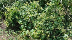 Echinocystis lobata