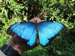 Morpho helenor peleides