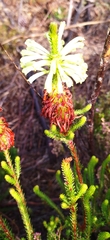 Erica sessiliflora