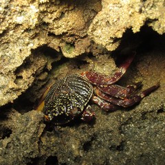 Grapsus tenuicrustatus