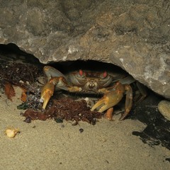 Geograpsus crinipes