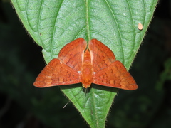 Emesis mandana