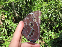 Morpho helenor peleides
