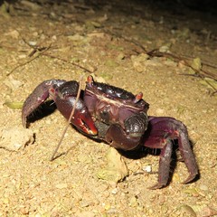 Neosarmatium fourmanoiri