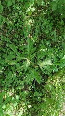 Heracleum sosnowskyi