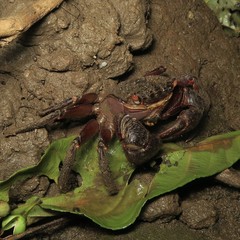 Neosarmatium fourmanoiri