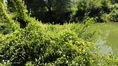 Echinocystis lobata