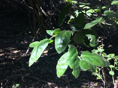 Mystroxylon aethiopicum