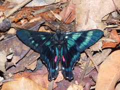 Ancyluris jurgensenii