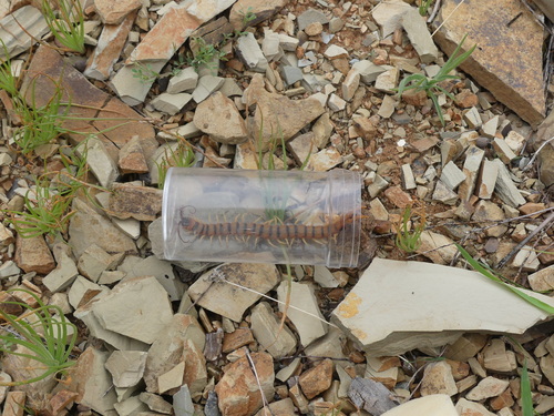 Scolopendra valida