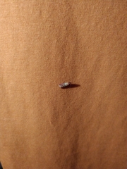 Plodia interpunctella