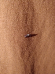 Plodia interpunctella