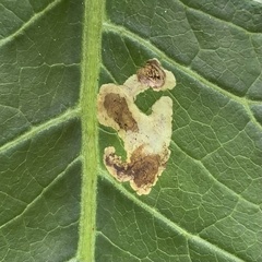 Liriomyza taraxaci