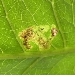 Liriomyza taraxaci