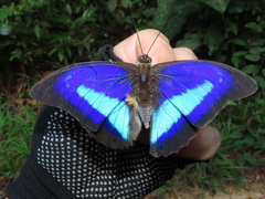 Prepona laertes louisa