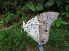 Prepona laertes louisa