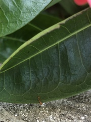 Pseudomyrmex pallidus