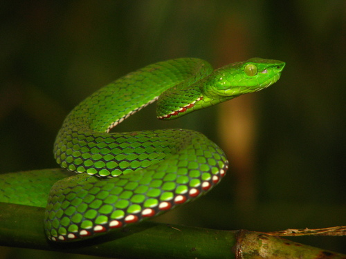 Medo Pit Viper