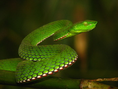 Green Bamboo Leaf Pit Viper photo 1
