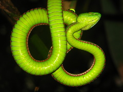 Green Bamboo Leaf Pit Viper photo 2