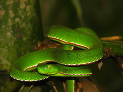 Green Bamboo Leaf Pit Viper photo 3
