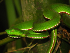 Green Bamboo Leaf Pit Viper photo 4