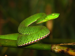 Green Bamboo Leaf Pit Viper photo 5