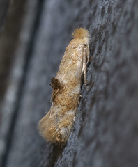 Bucculatrix coronatella