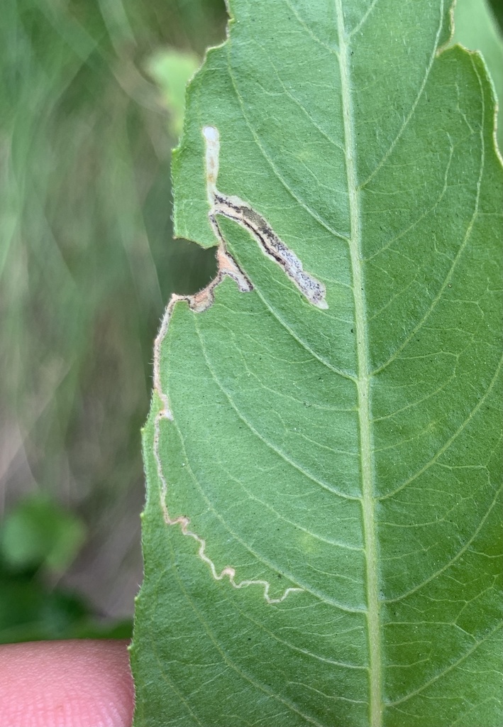 Mompha argentimaculella