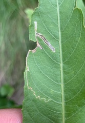 Mompha argentimaculella